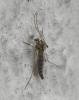 Chironomus sp.